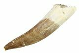 Fossil Plesiosaur (Zarafasaura) Tooth - Morocco #297922-1